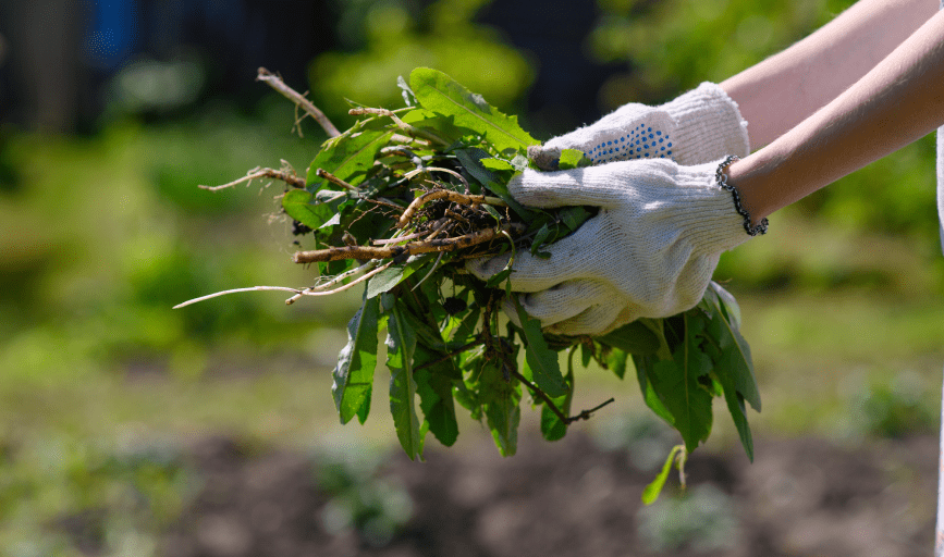 Weed Control